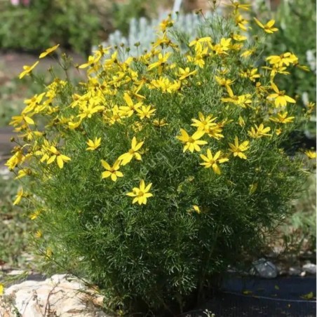 Coreopsis Verticillata Zagreb - Jaune