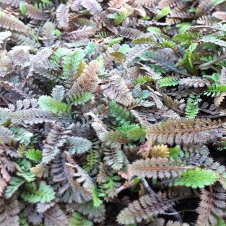 Cotula Potentillina -