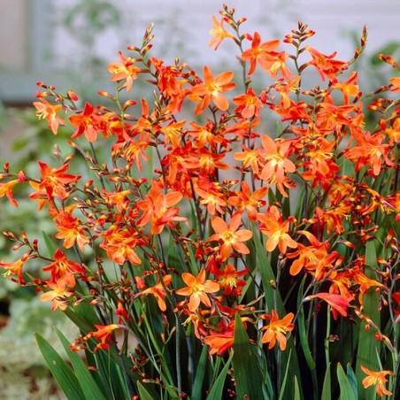Crocosmia Carmine Brillant - Orange