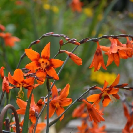 Crocosmia Emilie Mckenzie - Orange