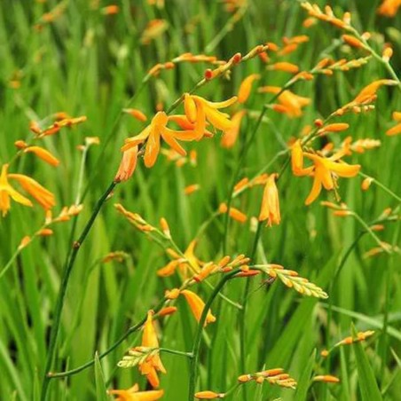 Crocosmia George Davidson - Jaune
