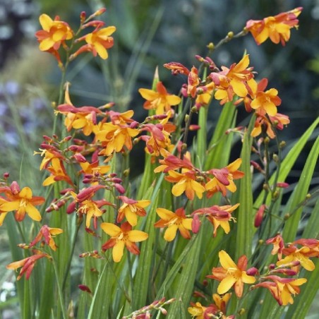 Crocosmia Jackanapes - Orange Jaune