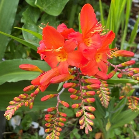 Crocosmia Limpopo  - Saumon