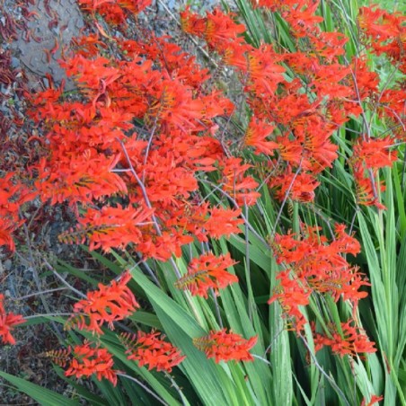 Crocosmia Lucifer - Rouge