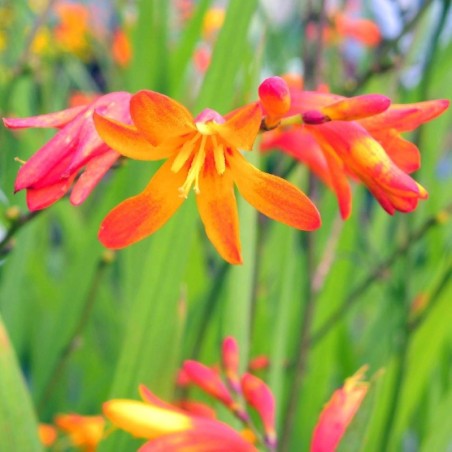 Crocosmia Masionorum His Majesty - Orange
