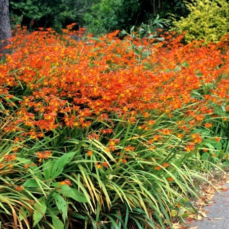 Crocosmia Masoniorum - Orange