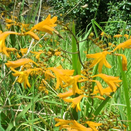 Crocosmia Norwich Canary - Jaune
