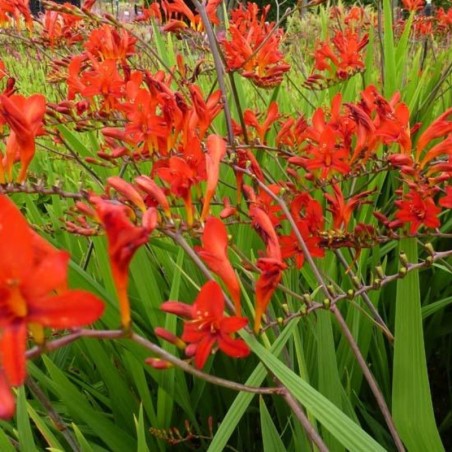 Crocosmia Red King - Rouge