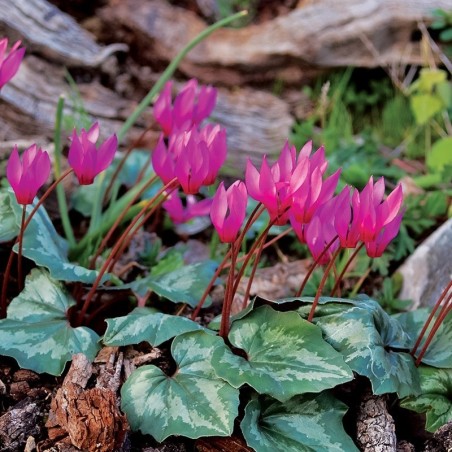 Cyclamen Coum - Rose