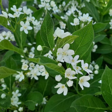 Cynanchum Ascyrifolium - Blanc