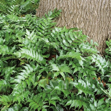 Cyrtomium Falcatum -