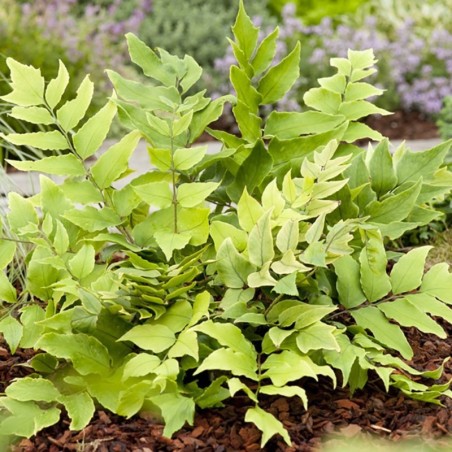Cyrtomium Fortunei -