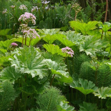 Darmera Peltata - Blanc Rosé