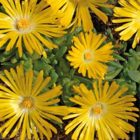 Delosperma Congestum - Jaune