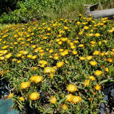 Delosperma Cooperi - Orange