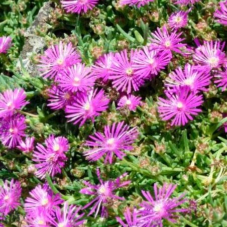 Delosperma Cooperi - Rose Foncé