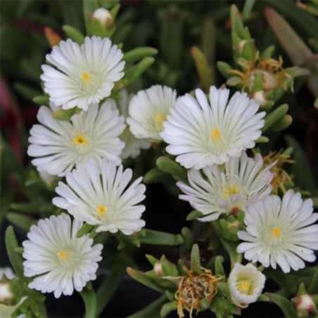 Delosperma Cooperi White - Blanc