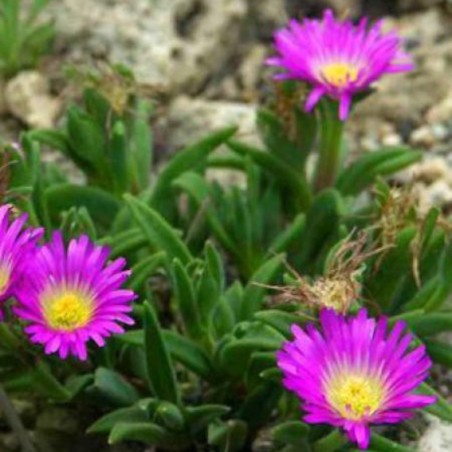Delosperma Sutherlandii - Rose Coeur Jaune