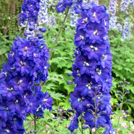 Delphinium Belladonna Bellamosum - Bleu Foncé
