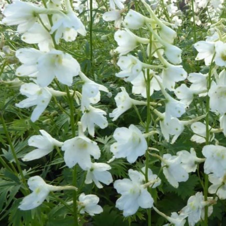 Delphinium Belladonna Casa Blanca - Blanc