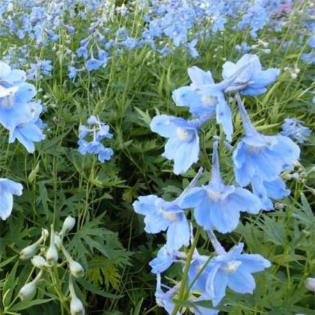 Delphinium Belladonna Cliveden Beauty - Bleu