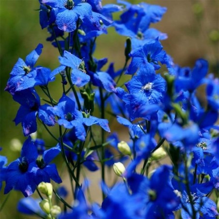 Delphinium Grandiflorum Blue Mirror - Bleu