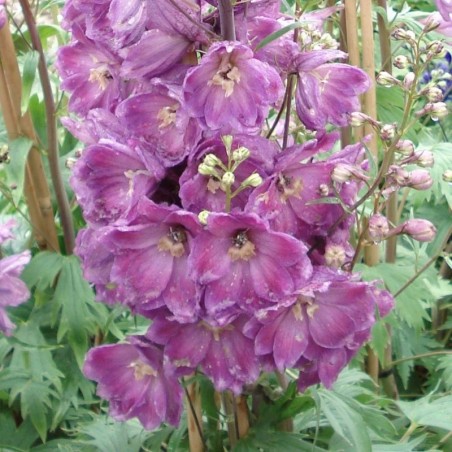 Delphinium Pacific-Giant Astolat - Rose