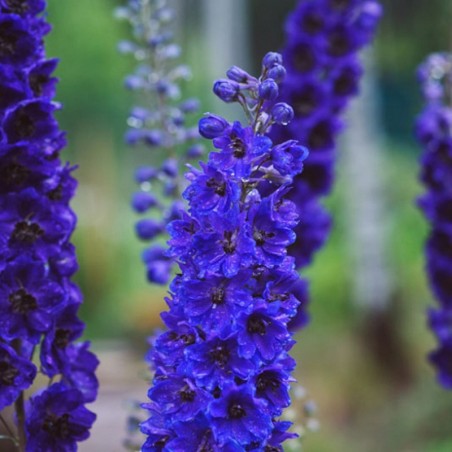 Delphinium Pacific-Giant Black Knight - Bleu Foncé