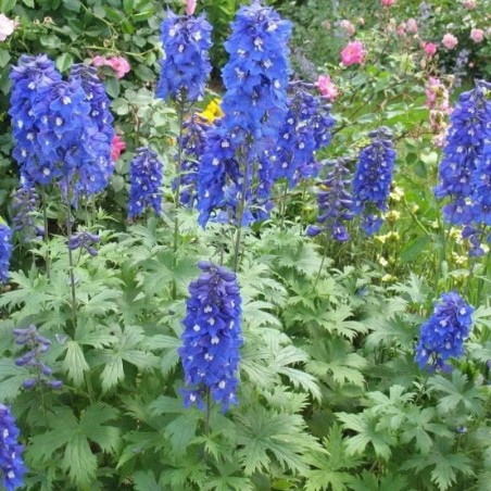 Delphinium Pacific-Giant Blue Bird - Bleu