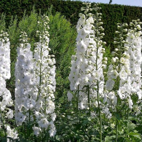 Delphinium Pacific-Giant Galahad - Blanc