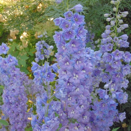 Delphinium Pacific-Giant Guinevere - Bleu