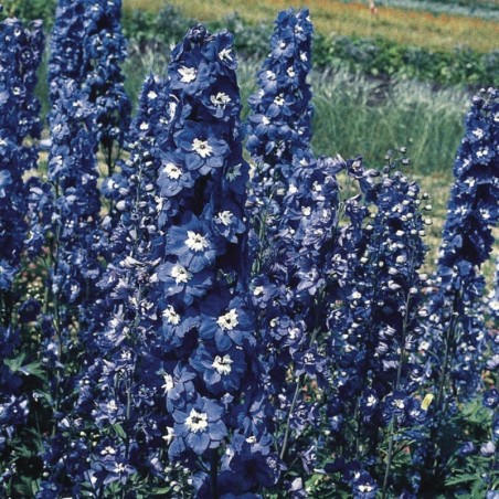 Delphinium Pacific-Giant King Arthur - Violet Cœur Blanc