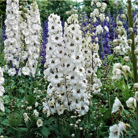 Delphinium Pacific-Giant Percival - Blanc