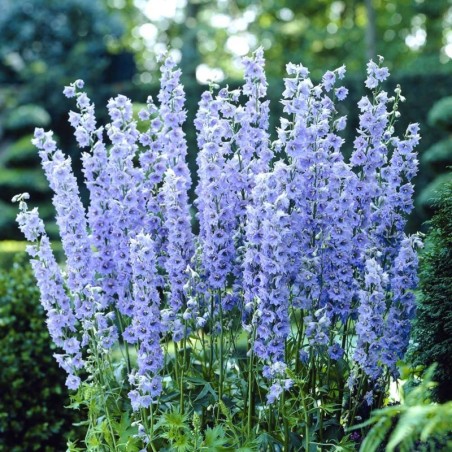 Delphinium Pacific-Giant Summer Skies - Rose