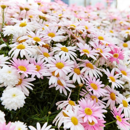 Dendranthema Arcticum Roseum - Rose
