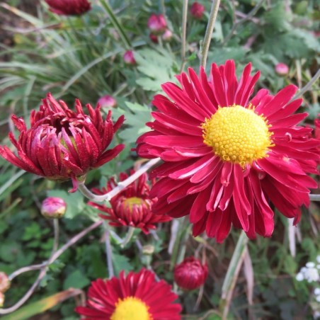 Dendranthema Red Velvet - Rouge