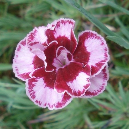 Dianthus Allwoodii Alpinus - Rose