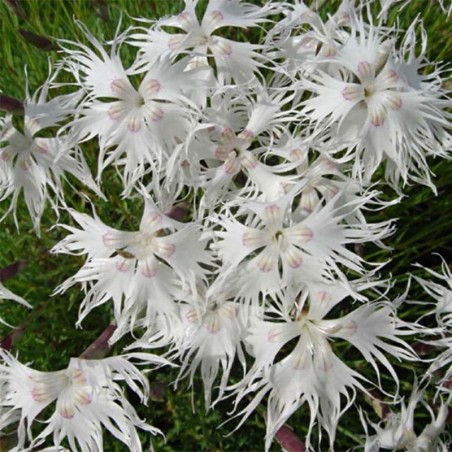 Dianthus Arenarius - Blanc