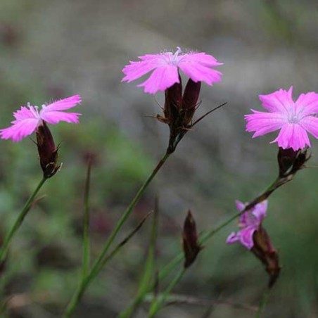 Dianthus Carthusianorum - Magenta
