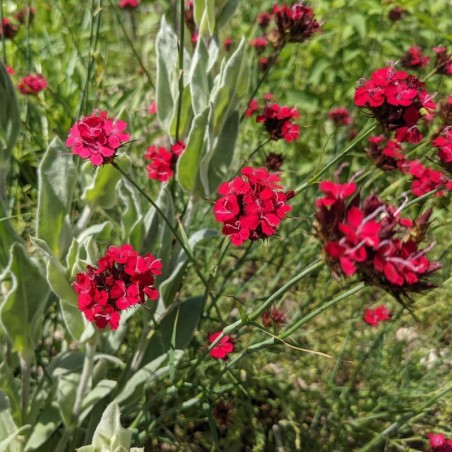 Dianthus Cruentus - Rouge