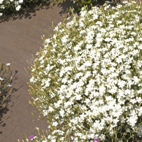 Dianthus Deltoides Alba - Blanc