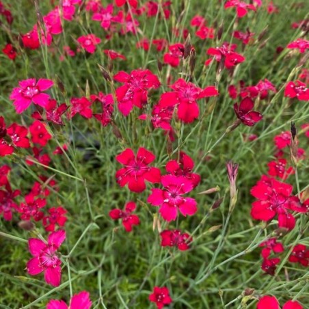 Dianthus Deltoides Brillant - Rose Foncé