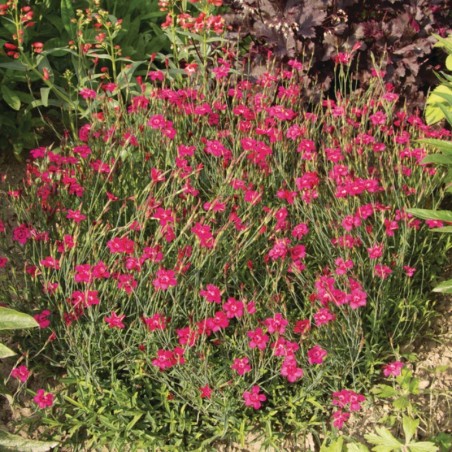 Dianthus Deltoides Leuchtfunk - Rouge