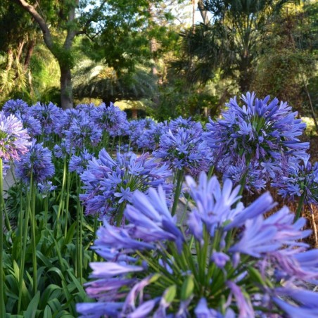 Agapanthus Africanus - Bleu