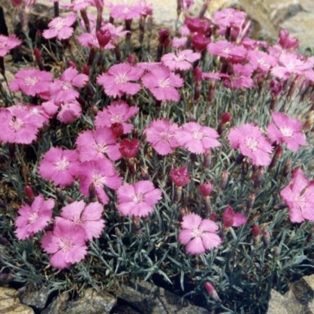 Dianthus Gratianopolitanus - Rose