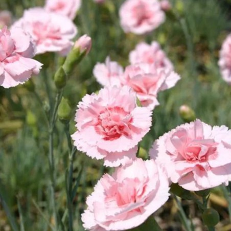 Dianthus Plumarius Doris - Rose