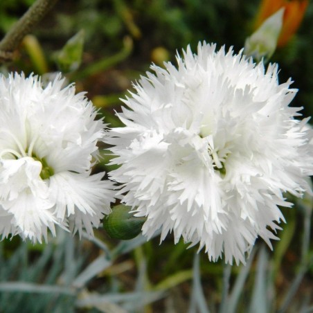 Dianthus Plumarius Haytor White - Blanc