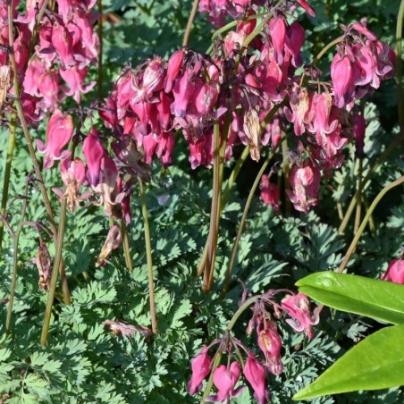 Dicentra Formosa - Rose