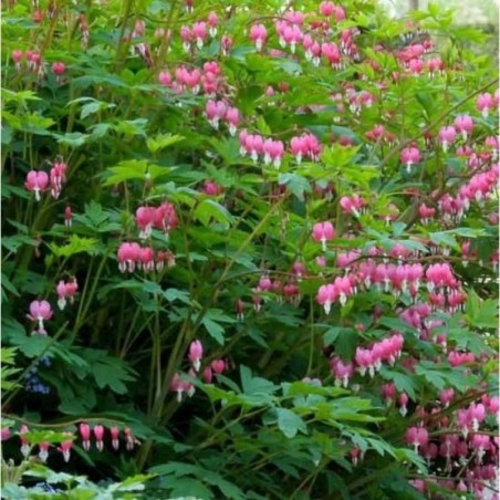 Dicentra Spectabilis - Rose
