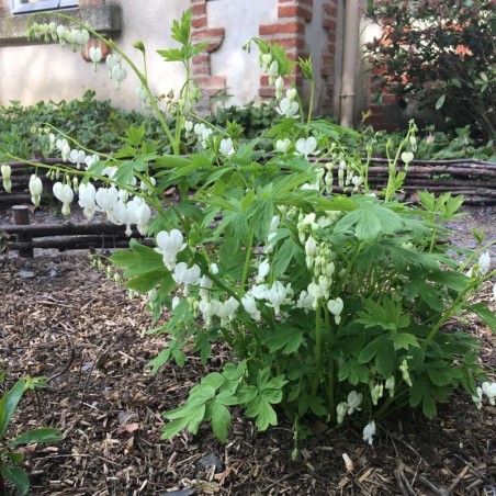 Dicentra Spectabilis Alba - Blanc